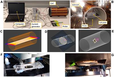 Magnetic field in the extreme low frequency band protects neuronal and microglia cells from oxygen-glucose deprivation